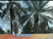 Didampingi Bupati Askolani, Menteri Lingkungan Hidup Kunker ke Kabupaten Banyuasin