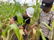 Polsek Pangkalan Balai Tinjau Tanaman Jagung Program 2 di PT SMS Desa Pangkalan Panji
