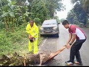 Gerak Cepat Polsek Sanga Desa Tindaklanjuti Laporan Pohon Tumbang di Desa Terusan
