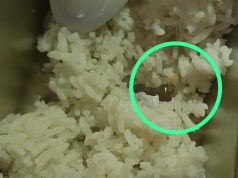 Polemik Adanya Ulat Dalam Nasi di Program (MBG) SMP Negeri 1 Sembawa