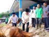 Bupati Muba Tinjau Penyembelihan Hewan Kurban di Sungai Angit, Dua Sapi Limosin Diserahkan untuk Warga